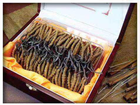 雷鸣镇冬虫夏草回收